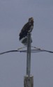A young bald eagle perched on a light pole